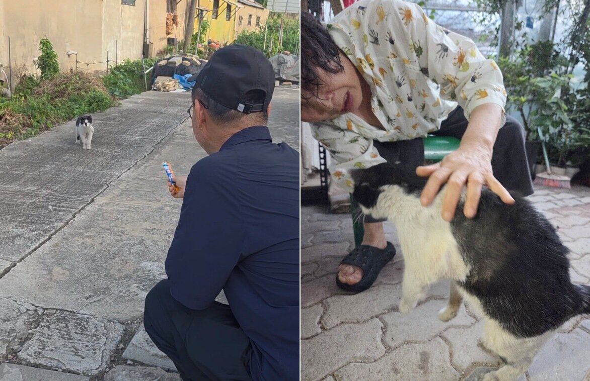 본문 이미지 - 잃어버린 고양이를 22일 만에 21㎞ 떨어진 곳에서 찾아 재회한 사연이 공개돼 누리꾼들의 마음을 울리고 있다(인스타그램 nero_somang 제공). ⓒ 뉴스1