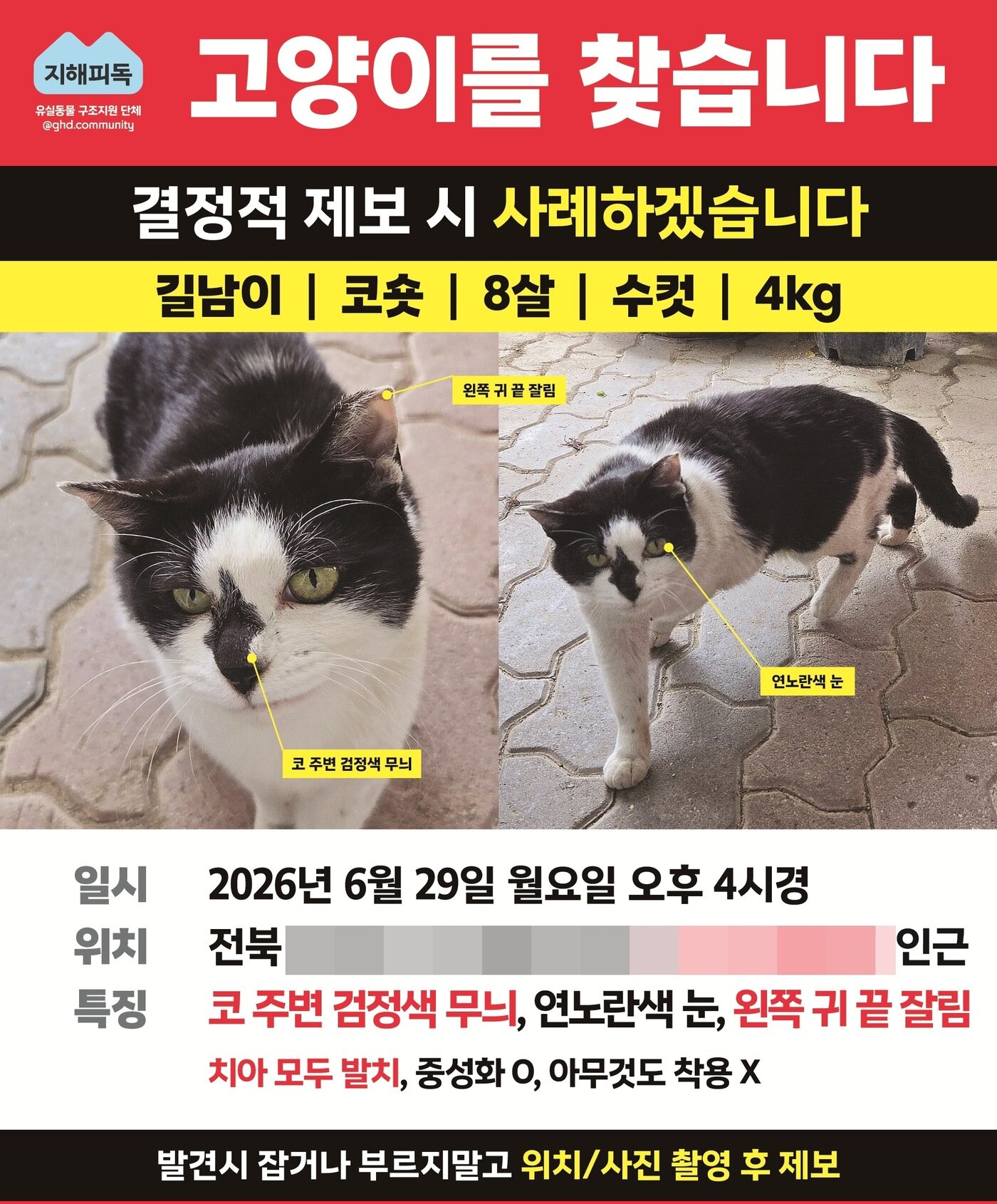 본문 이미지 - 길남이 실종 전단지(지해피독 제공) ⓒ 뉴스1