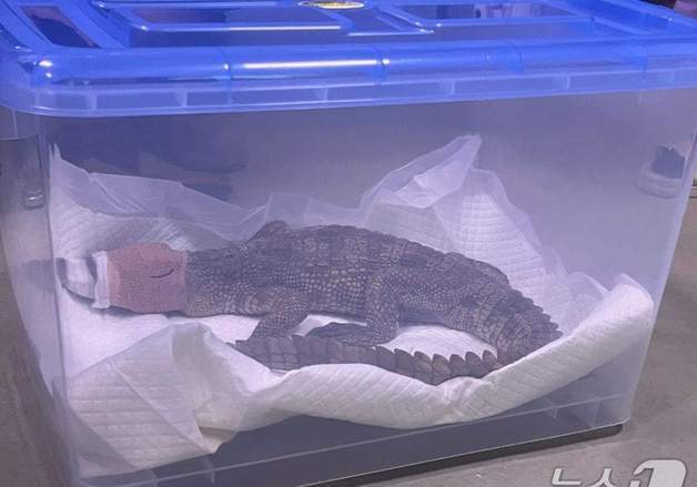 여주 하천서 발견된 국제멸종위기종 1급 '샴악어' 주인 검거