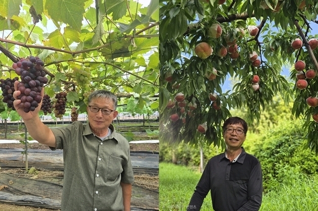 맛과 품질로 인정받은 두 농부…옥천 포도왕 곽동덕·복숭아왕 강호봉