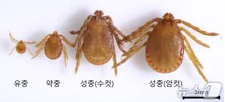 본문 이미지 - 개피참진드기