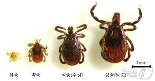 본문 이미지 - 일본참진드기