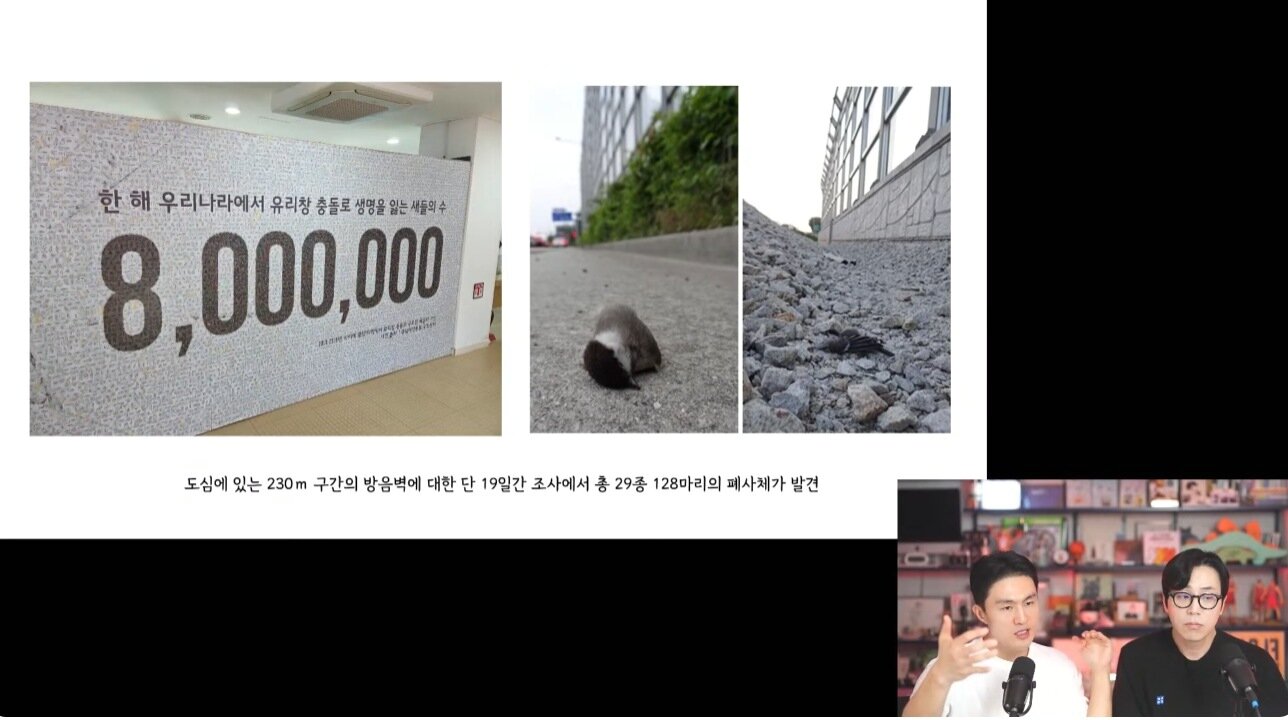 본문 이미지 - 국립생태원에 따르면 국내에서 투명 방음벽과 건물 유리창 등에 충돌해 폐사하는 야생조류가 연간 약 800만 마리에 이른다(냥신TV 갈무리). ⓒ 뉴스1