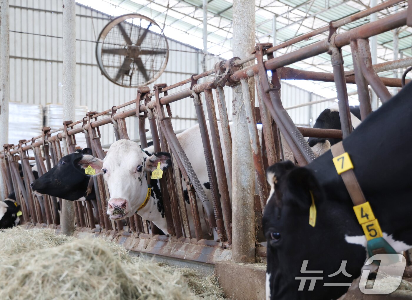 본문 이미지 - 연일 무더위가 지속되면서 전국 대부분의 지역에 폭염특보가 내려진 29일 경기 화성시 만세구의 한 축사에서 젖소들이 대형 실링팬과 선풍기, 쿨링포그 시설로 더위를 식히고 있다. 2026.7.29 ⓒ 뉴스1 김영운 기자