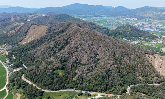서울숲·거여공원서 '소나무재선충병'…서울시, "확산 차단 총력"