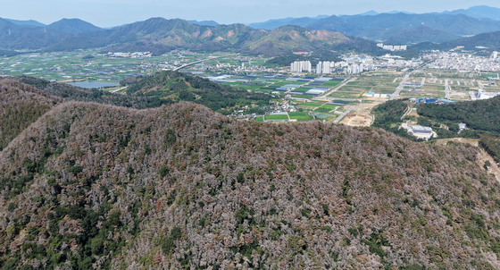 소나무재선충병으로 얼룩진 산림