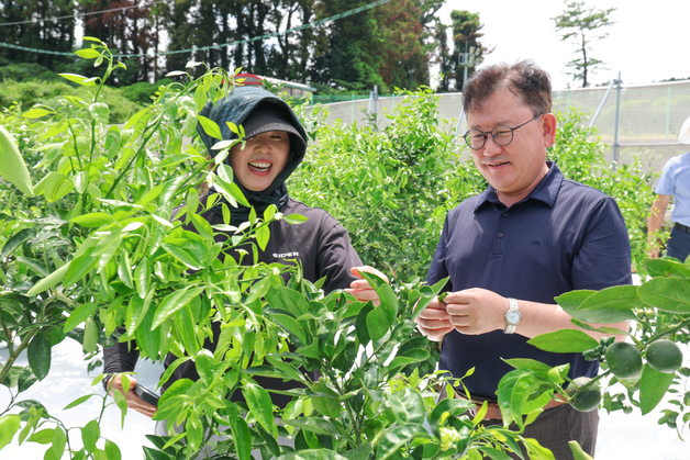 품종 사용료 없는 국산 감귤 '하례조생'…농진청, 성공 모델 확산