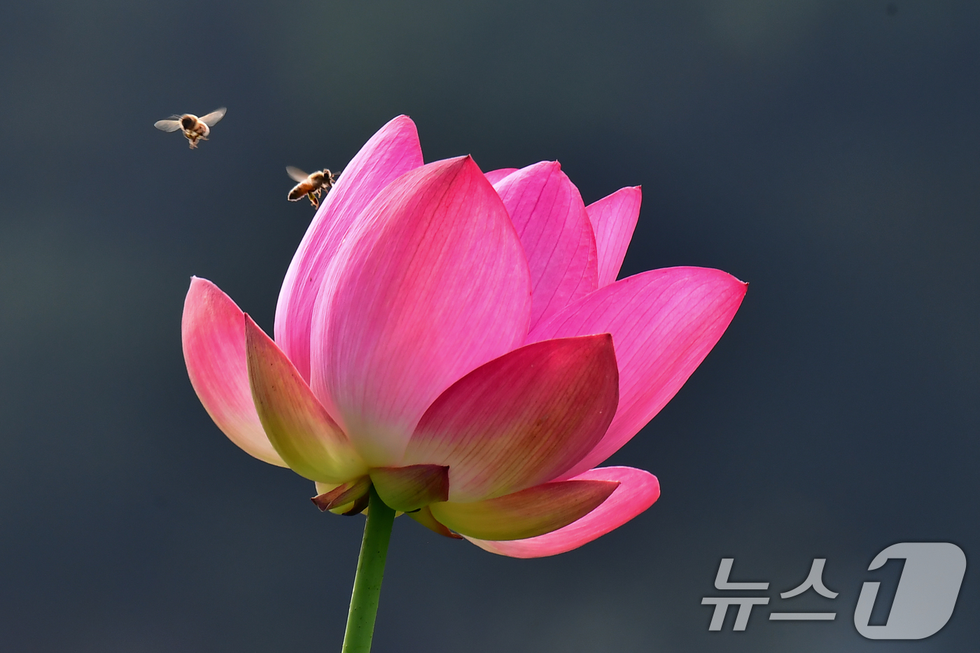 (경주=뉴스1) 최창호 기자 = 3일 경북 경주시 동궁과 월지 연꽃밭에서 꿀벌들이 홍련으로 날아들고 있다. 2026.7.3/뉴스1
