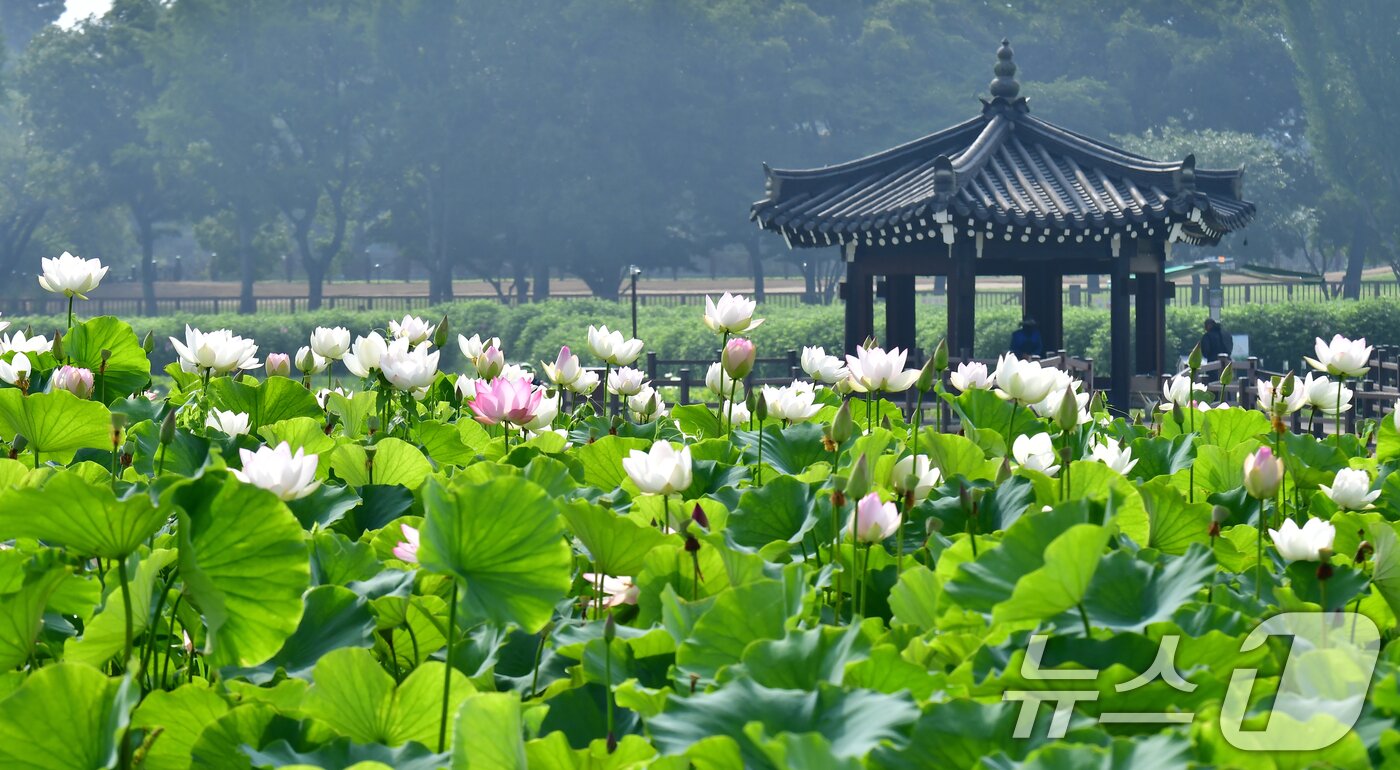 본문 이미지 - 3일 경북 경주시 동궁과 월지 연꽃밭에서 백련과 홍련이 꽃망울을 터뜨리고 있다. 2026.7.3 ⓒ 뉴스1 최창호 기자