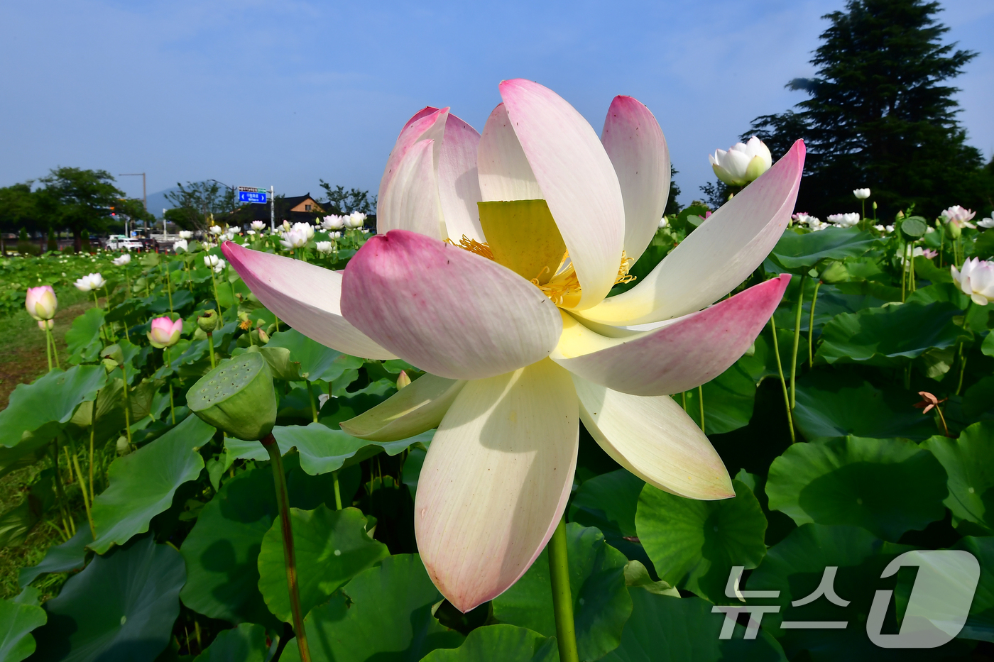(경주=뉴스1) 최창호 기자 = 3일 경북 경주시 동궁과 월지 연꽃밭에서 뱍련과 홍련이 꽃망울을 터뜨리고 있다. 2026.7.3/뉴스1