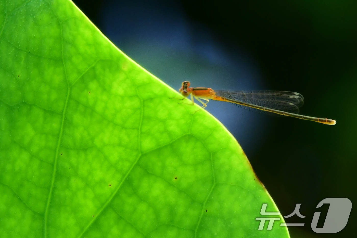 (경주=뉴스1) 최창호 기자 = 3일 경북 경주시 동궁과 월지 연꽃밭에서 실잠자리 한마리가 연잎에 앉아 쉬고 있다. 2026.7.3/뉴스1