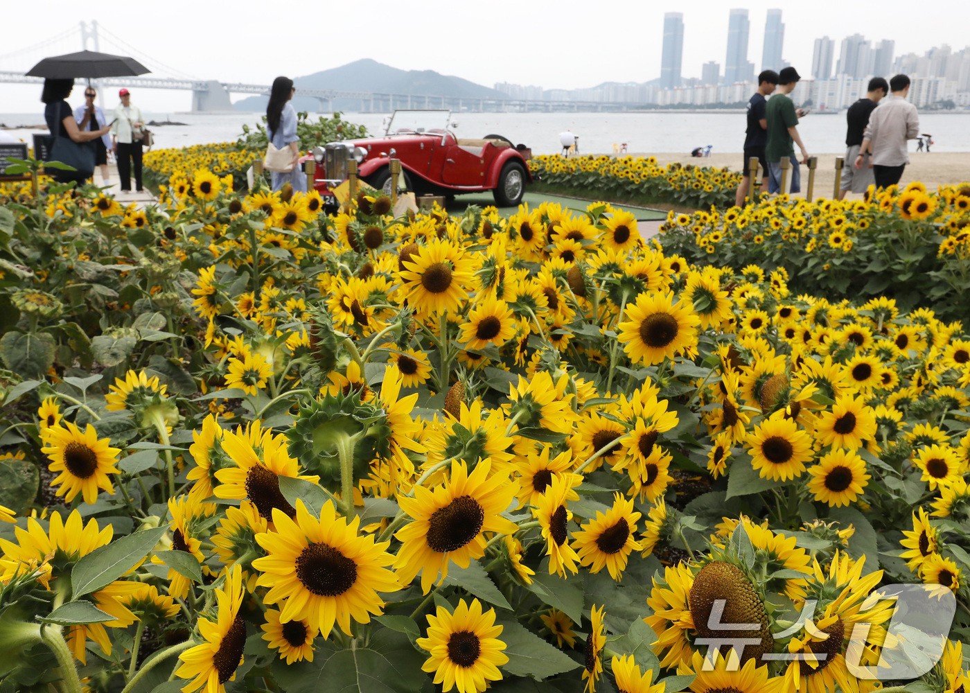 (부산=뉴스1) 윤일지 기자 = 3일 부산 수영구 광안리해수욕장 옆 민락해변공원 광장에 해바라기가 활짝 펴 관광객들의 눈길을 사로잡고 있다. 2026.7.3/뉴스1
