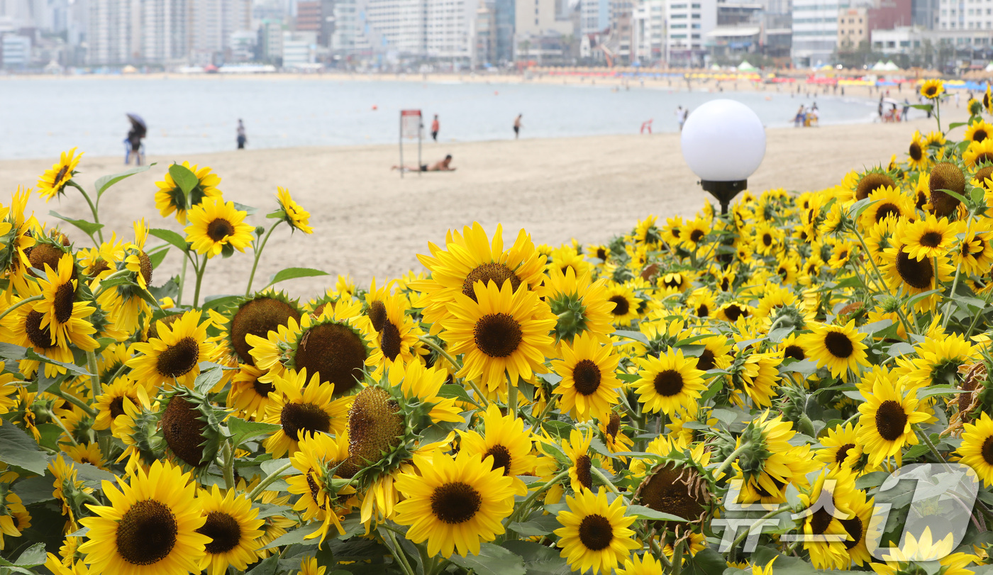 (부산=뉴스1) 윤일지 기자 = 3일 부산 수영구 광안리해수욕장 옆 민락해변공원 광장에 해바라기가 활짝 펴 관광객들의 눈길을 사로잡고 있다. 2026.7.3/뉴스1