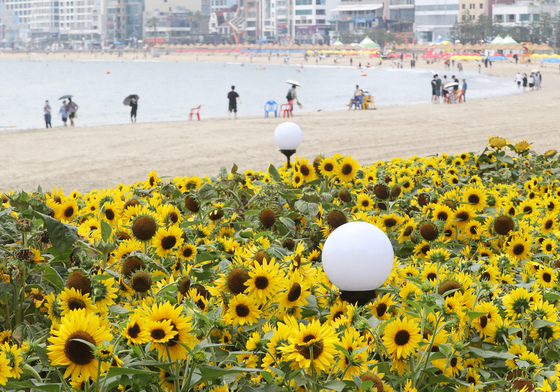 광안리해수욕장 옆 해바라기 꽃밭 인기