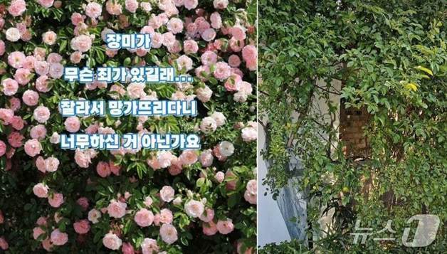 "잘 키워보려 그랬다"…'파란대문장미' 잘라간 60대 남녀