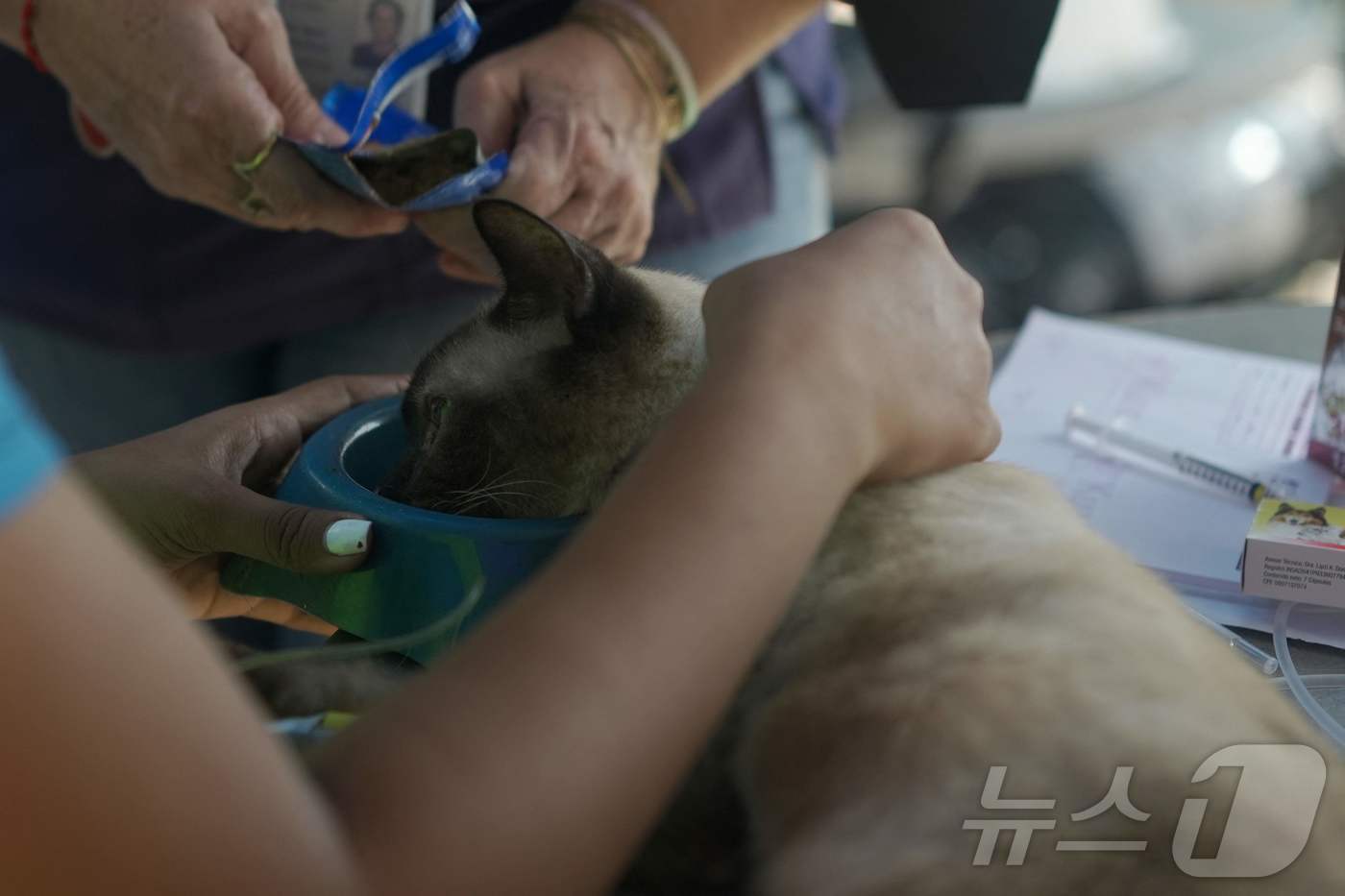 (카라바예다 AFP=뉴스1) 윤다정 기자 = 1일(현지시간) 베네수엘라 라과이라주 카라바예다에서 고양이 한 마리가 임시 대피소로 쓰이는 맥도날드 매장에서 치료를 받고 있다. 202 …