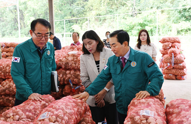 창녕 햇마늘 경매 시작…전국 최대 마늘 주산지 '활기'