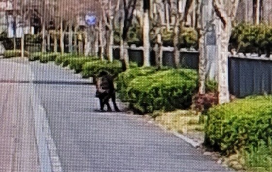 세종 도심에 멧돼지 또 출몰…"여러 마리 봤다" 신고