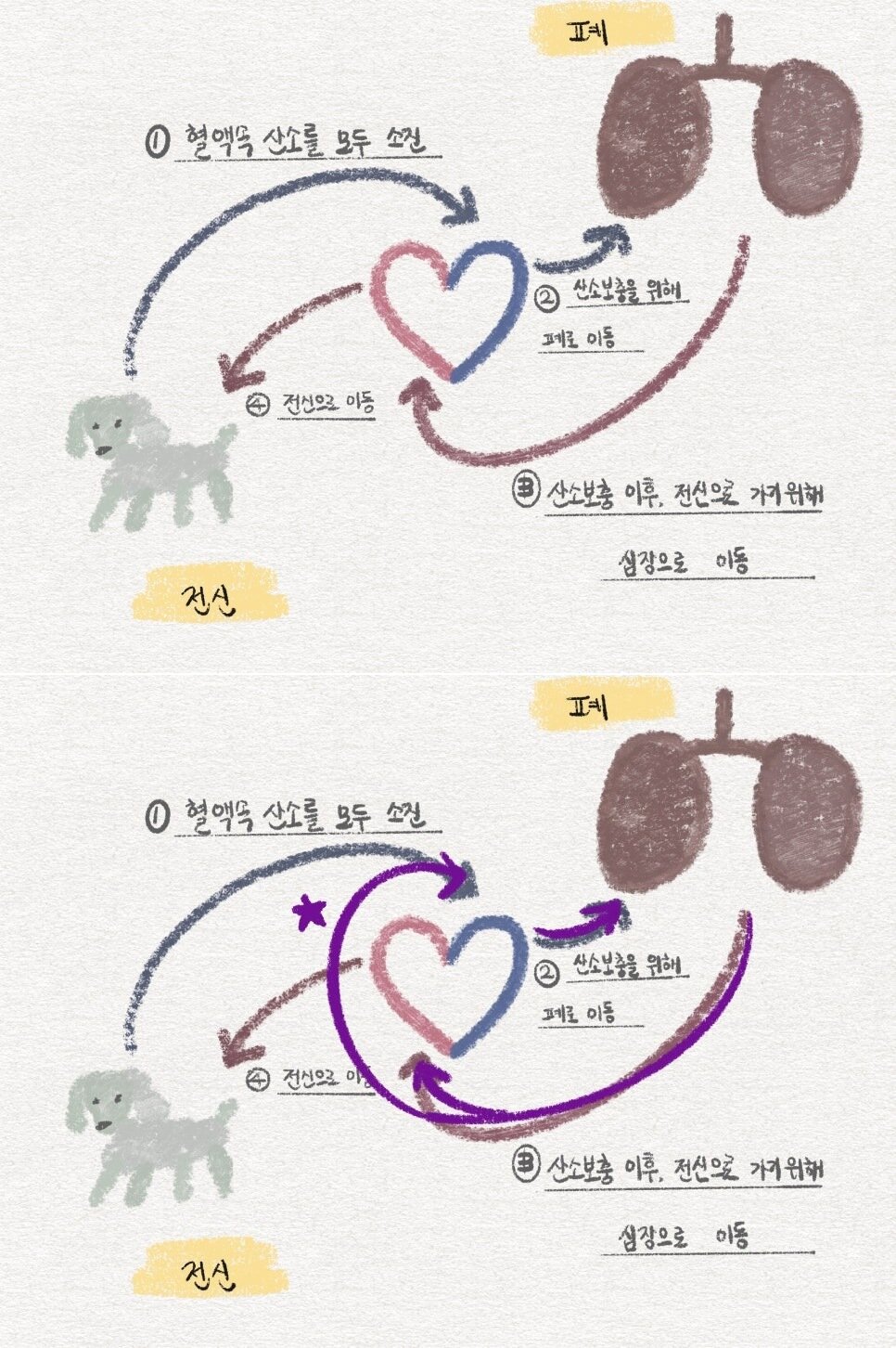 본문 이미지 - 정상적인 혈액 순환을 설명하는 이미지(위)와 PDA(동맥관)이 선천적으로 남아 있는 경우 혈액 흐름(SD동물의료센터 제공) ⓒ 뉴스1