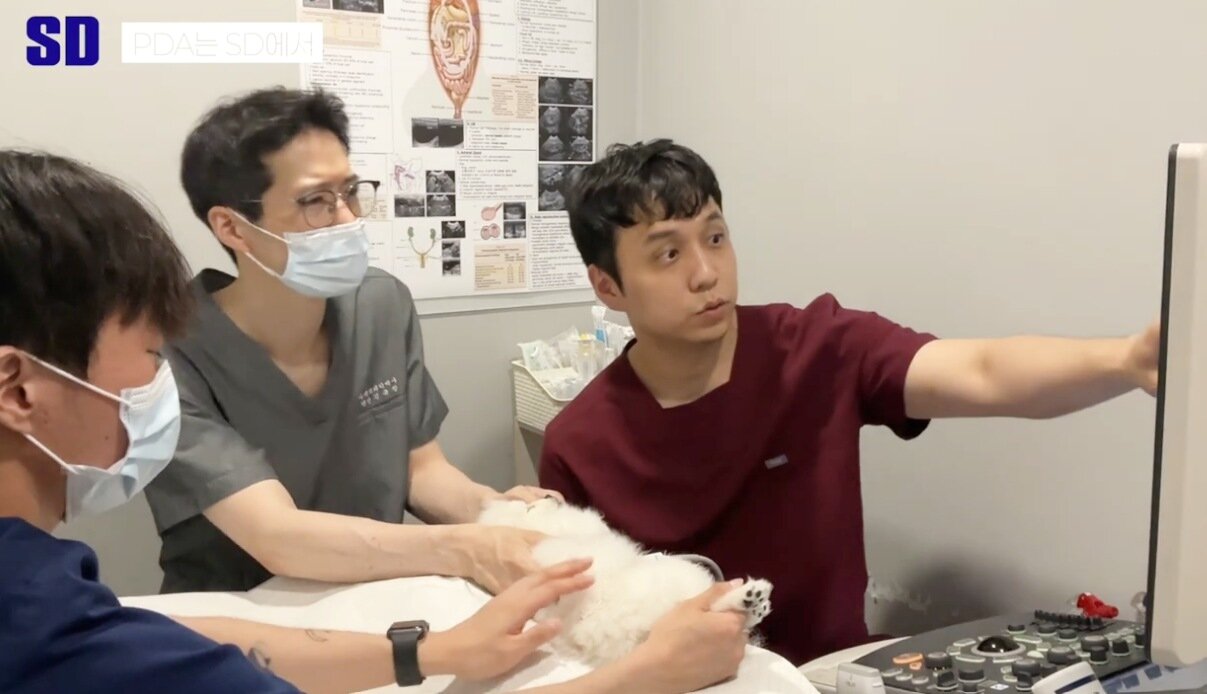 본문 이미지 - 심장초음파를 확인하는 장주필 영상의학 센터장(맨 오른쪽)과 김규창 외과 원장(SD동물의료센터 제공) ⓒ 뉴스1