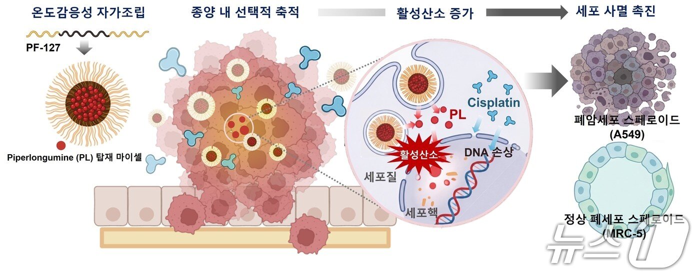 본문 이미지 -  폐암 선택적 치료를 위한 고분자 나노약물전달체의 작동 원리 (지스트 제공, 재판매 및 DB 금지)/뉴스1 