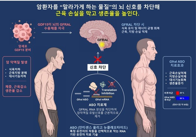뇌 속 핵심 신호 차단으로 암 환자 마르게 하는 '악액질' 잡았다