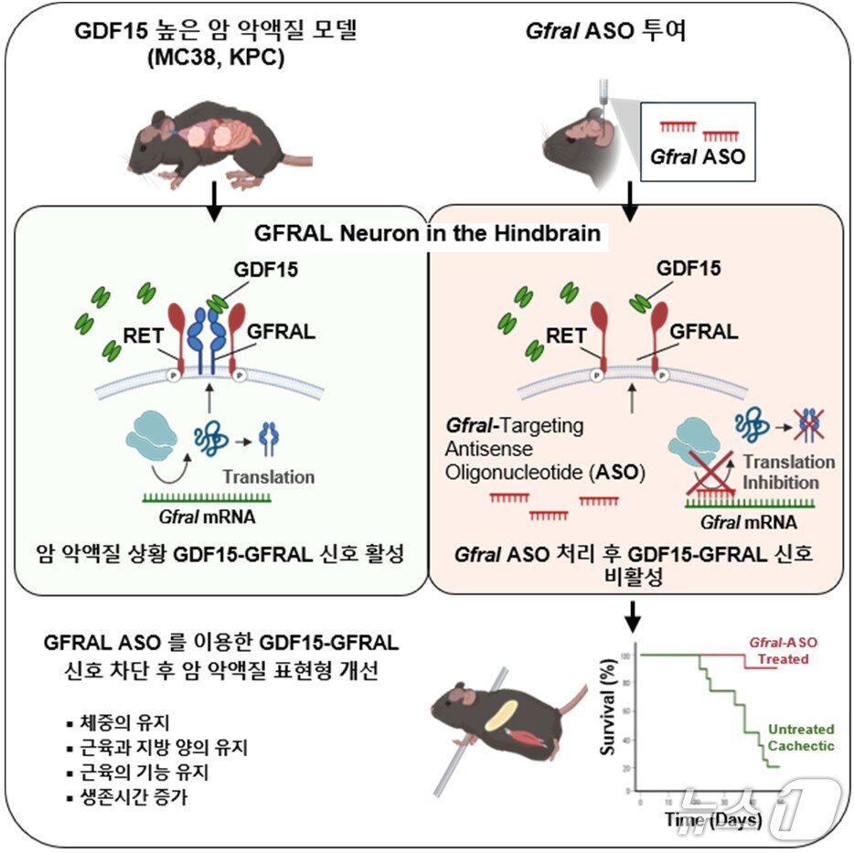 본문 이미지 - GFRAL ASO를 이용한 암 악액질 치료 효과 및 표현형 개선(KAIST 제공) /뉴스1