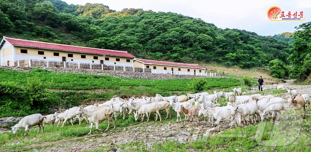 (평양 노동신문=뉴스1) = 북한 노동당 기관지 노동신문은 6일 "평안북도 창성군에서 군 염소목장의 물질기술적 토대를 일층 강화하기 위한 사업에 계속 박차를 가하고 있다"라고 보도 …