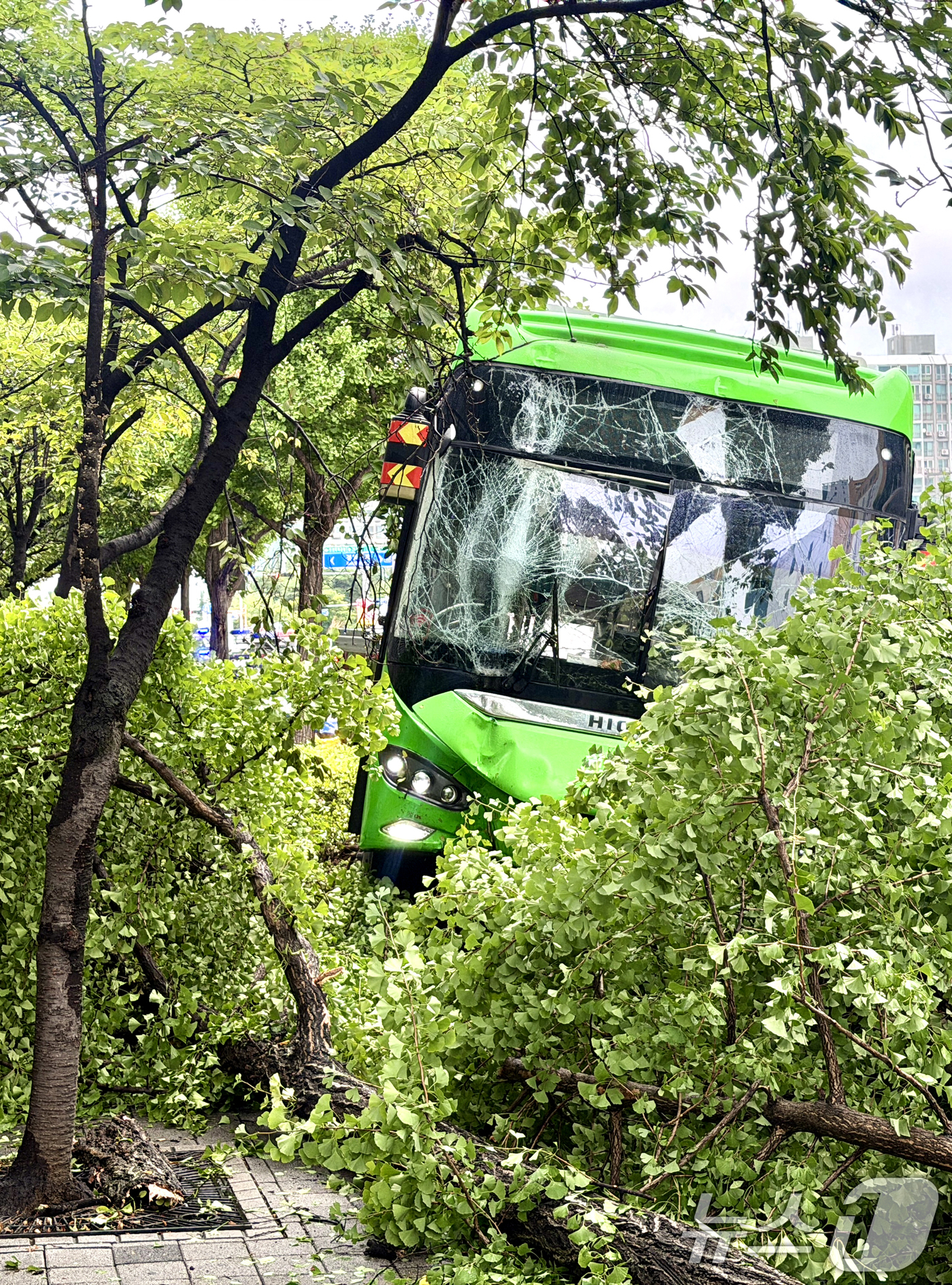 (인천=뉴스1) 이호윤 기자 = 6일 인천 계양구 장제로 인근 도로에서 버스가 가로수에 추돌하는 사고가 발생해 인도가 막혀있다.소방 당국은 6명의 경상자가 발생했으며 정확한 사고 …