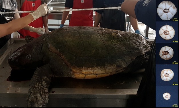 "위성추적 안 해도 등에 붙은 따개비로 바다거북 이동경로 확인"