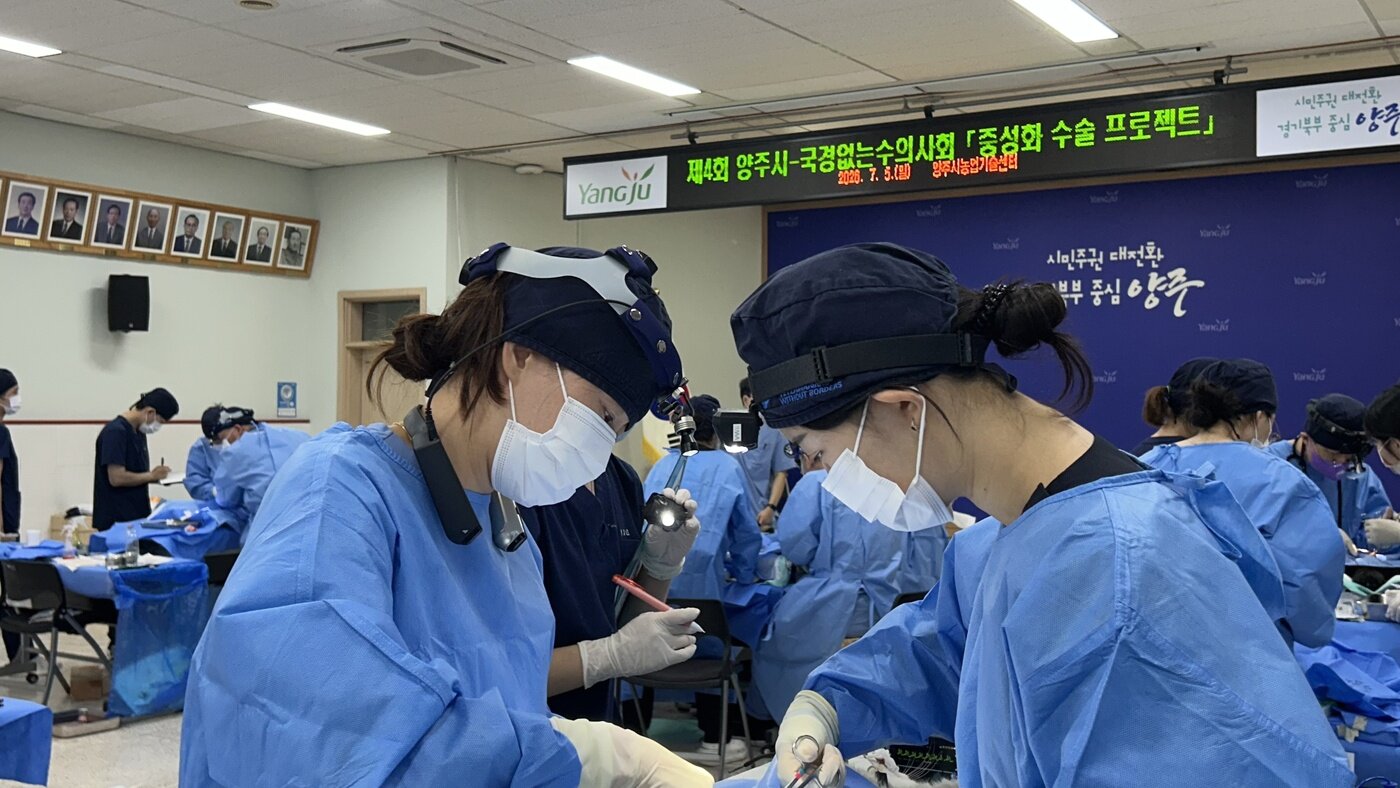 본문 이미지 - 국경없는수의사회와 양주시는 지난 5일 양주 농업기술센터에서 '제4회 중성화 수술 프로젝트'를 진행했다(국경없는수의사회 제공). ⓒ 뉴스1