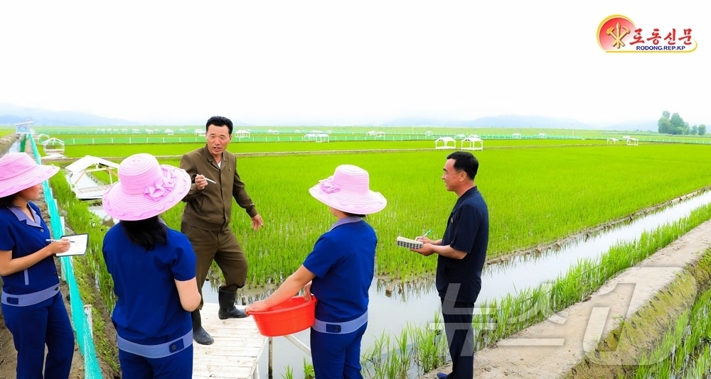 (평양 노동신문=뉴스1) = 북한 노동당 기관지 노동신문은 7일 함경남도 고원군에서 벼와 물고기를 함께 기르는 '논판 메기 양어'에 힘을 넣고 있다고 보도했다. [국내에서만 사용 …