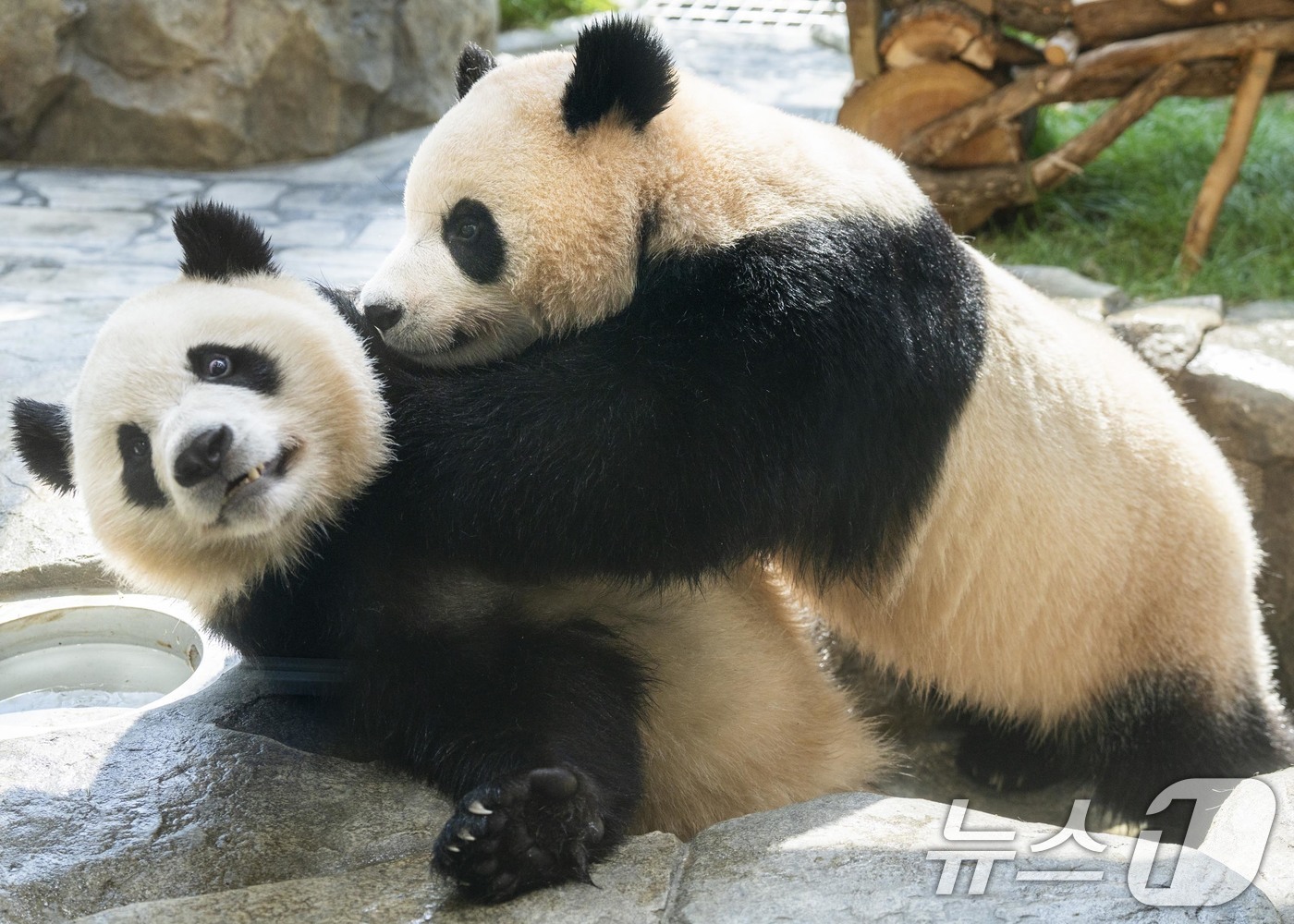 (서울=뉴스1) = 에버랜드가 7일 쌍둥이 판다 루이바오와 후이바오의 세 살 생일을 맞아 판다 세컨하우스에서 고객과 함께하는 생일 잔치를 열었다.이번 생일은 국제 협약에 따라 만 …