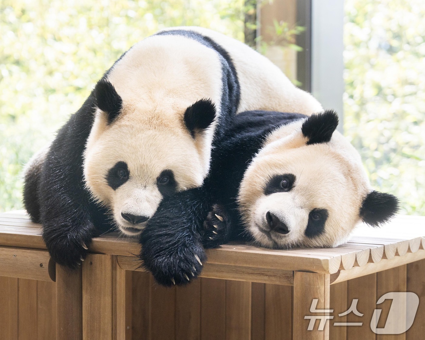 (서울=뉴스1) = 에버랜드가 7일 쌍둥이 판다 루이바오와 후이바오의 세 살 생일을 맞아 판다 세컨하우스에서 고객과 함께하는 생일 잔치를 열었다.이번 생일은 국제 협약에 따라 만 …