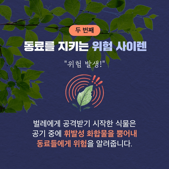 본문 이미지 - [신간] '식물은 어떻게 느끼고 행동하고 기억하는가'