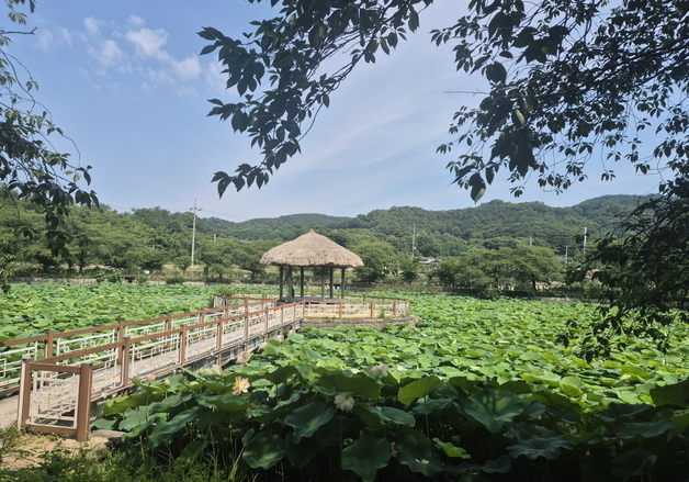당진 면천 골정지, 연꽃 만발…여름 절경 선사