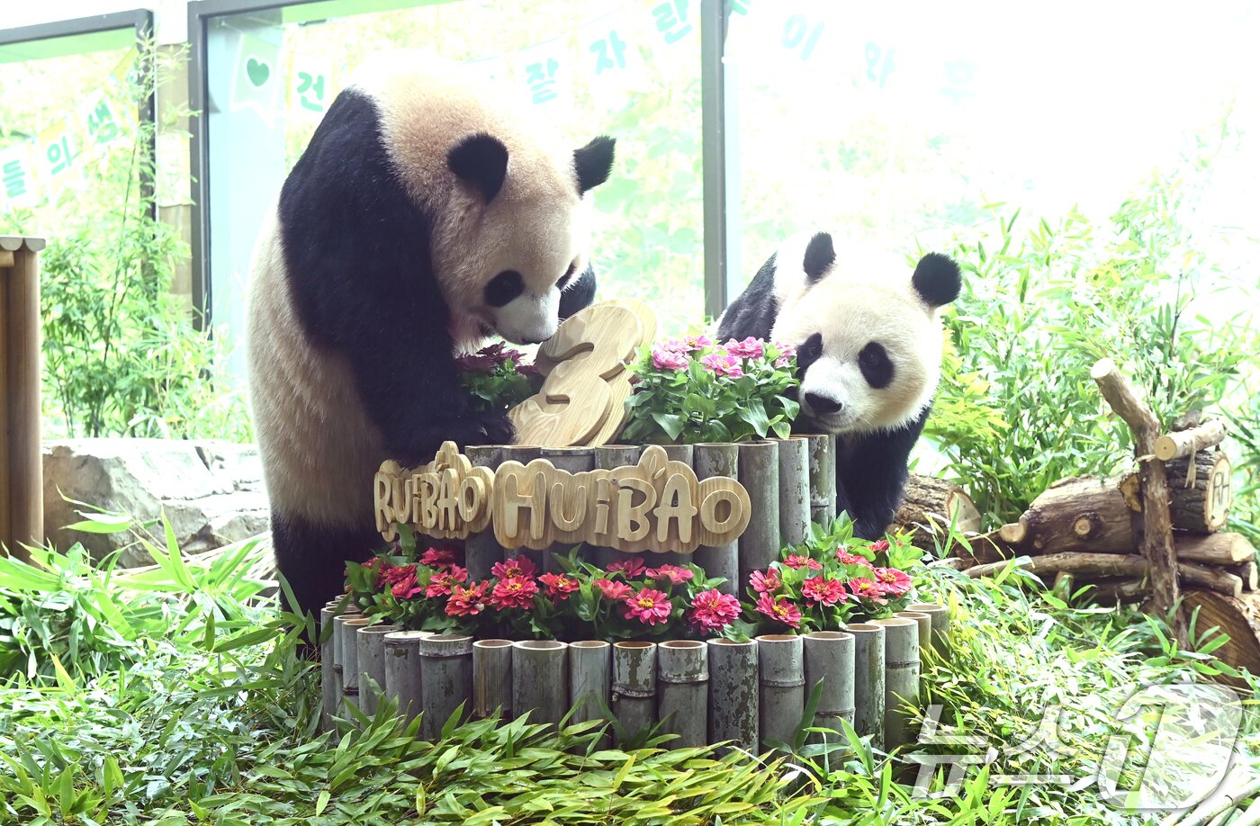 본문 이미지 - 쌍둥이 판다 루이바오·후이바오가 세 돌 생일을 맞은 7일 경기 용인시 처인구 에버랜드 '판다 세컨드하우스(Panda 2nd House)'에서 쌍둥이 판다 루이바오, 후이바오가 먹이를 먹고 있다. (공동취재) 2026.7.7 ⓒ 뉴스1 김영운 기자