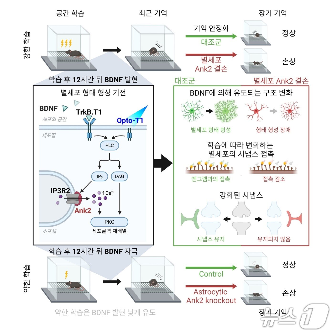 본문 이미지 - 별세포가 장기 기억을 유지하는 핵심 조절 메커니즘(IBS 제공) /뉴스1