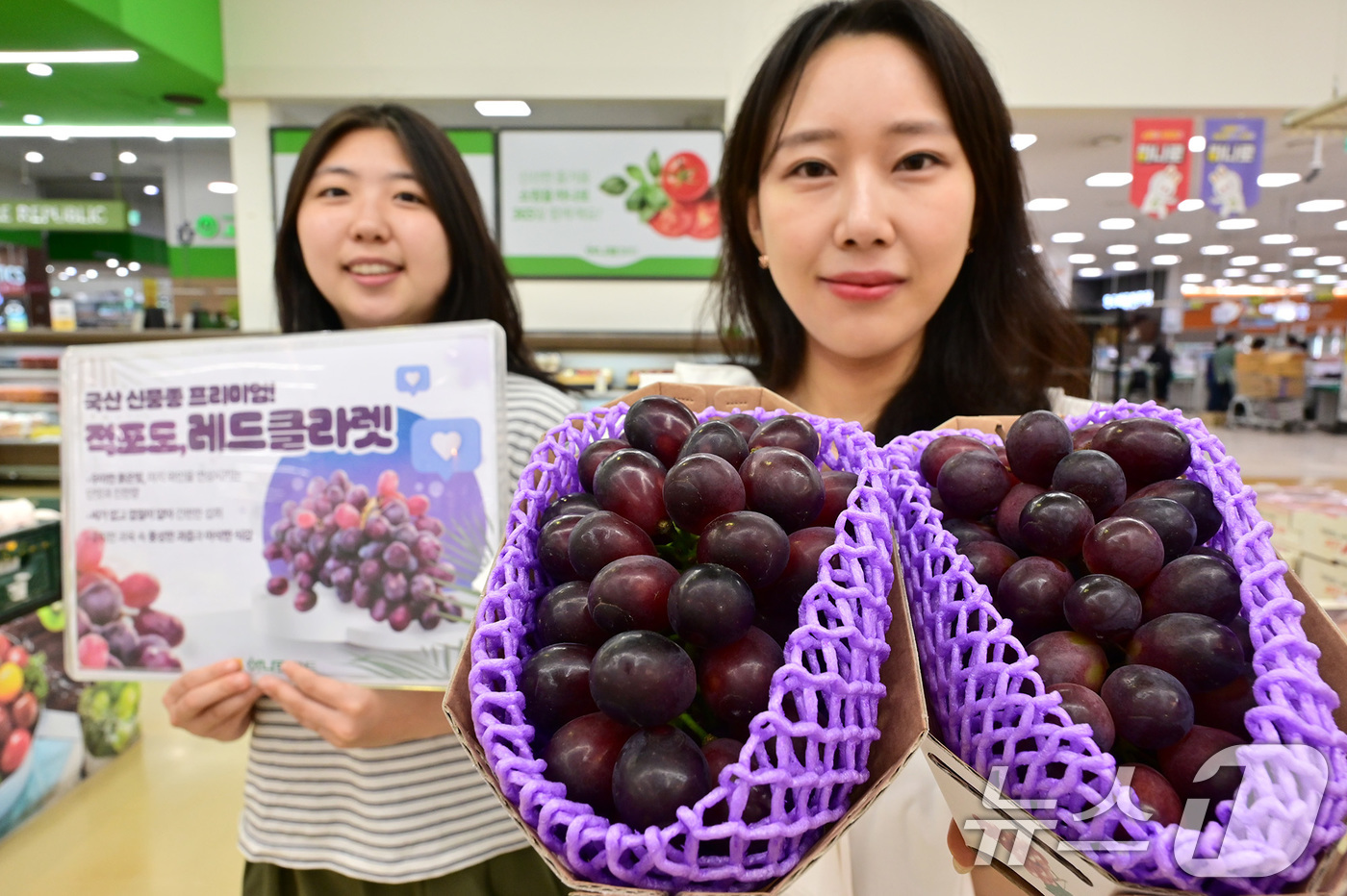 (서울=뉴스1) = 9일 서울 서초구 하나로마트 양재점에서 모델들이 레드클라렛 포도를 소개하고 있다.국산 신품종 포도 레드클라렛(Red Claret)은 베니바라드와 샤인머스켓을 교 …
