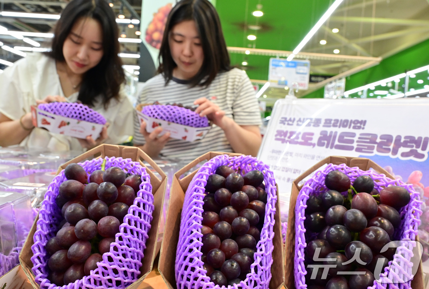 (서울=뉴스1) = 9일 서울 서초구 하나로마트 양재점에서 모델들이 레드클라렛 포도를 소개하고 있다.국산 신품종 포도 레드클라렛(Red Claret)은 베니바라드와 샤인머스켓을 교 …