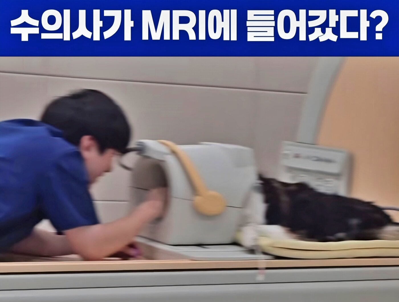본문 이미지 - 사람앤동물메디컬센터 인스타그램 영상 갈무리 ⓒ 뉴스1