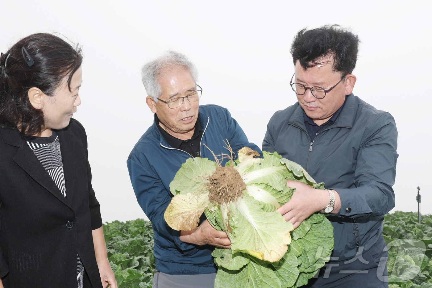 (서울=뉴스1) = 이승돈 농촌진흥청장이 11일 강원특별자치도 강릉시 여름배추 재배지를 찾아 ‘씨스트선충’ 공적 방제 추진 현황과 배추 생육 상황을 점검하고 있다.  (농촌진흥청 …