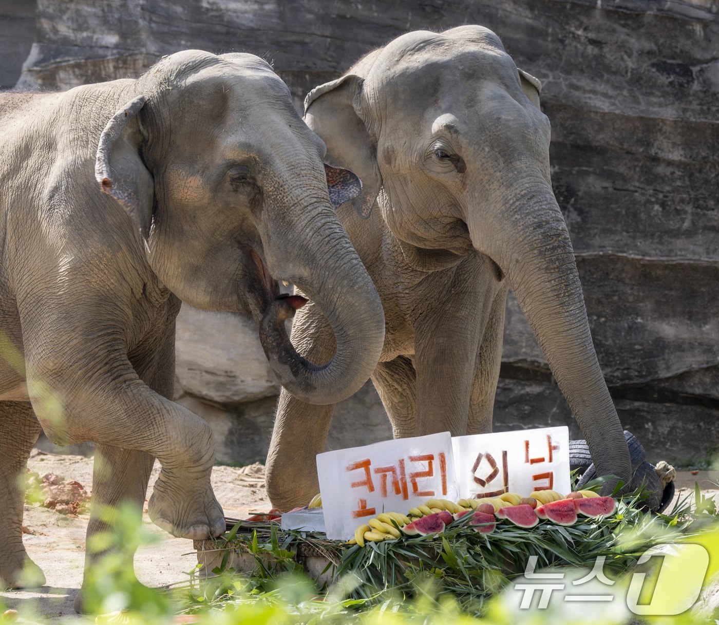 (서울=뉴스1) = 세계 코끼리의 날인 12일 경기 용인시 에버랜드 로스트밸리에서 생활하는 코끼리들이 특식을 먹고 있다.  (삼성물산 리조트부문 제공. 재판매 및 DB금지) 202 …