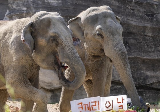 36살 '말하는 코끼리' 코식이, 세계 코끼리의 날 맞아 특식