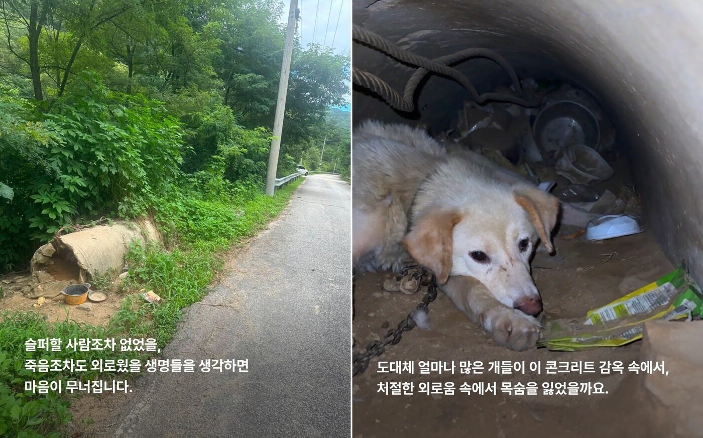 본문 이미지 - 희망이는 도로가에 놓인 콘크리트 구조물 근처에 묶여 지내고 있었다(사진 위액트 인스타그램). ⓒ 뉴스1