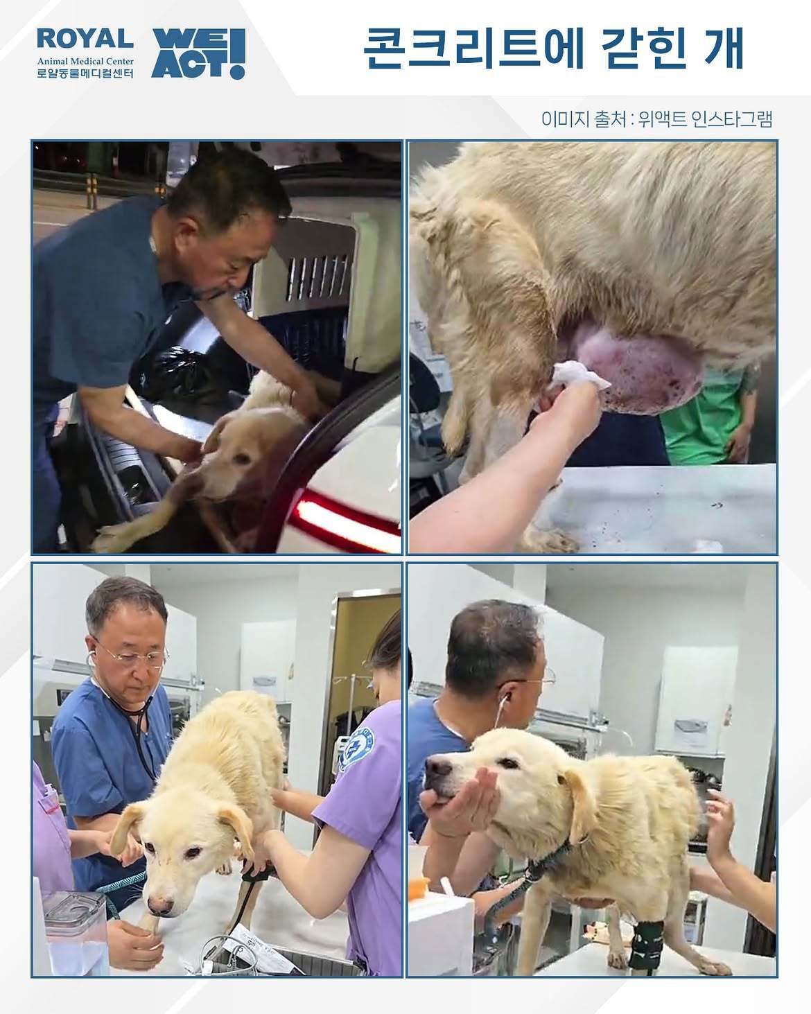 본문 이미지 - 새벽 1시 로얄동물메디컬센터에 긴급 이송된 희망이를 정인성 원장이 진료하고 있다(사진 위액트 인스타그램). ⓒ 뉴스1