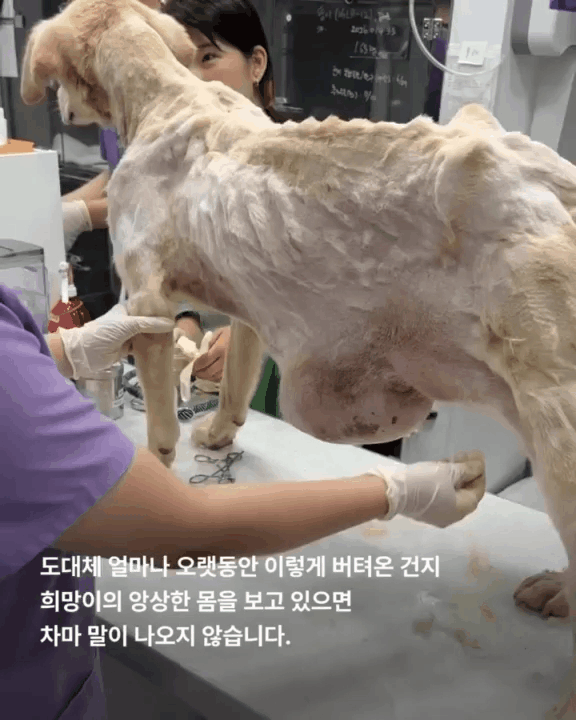 본문 이미지 - 뼈가 드러날 정도로 말라있고 거대 종괴를 달고 있는 희망이의 상태(위액트 인스타그램) ⓒ 뉴스1