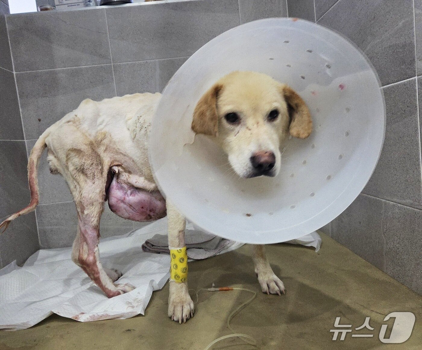 본문 이미지 - 밥을 먹은 희망이가 일어나 활동가를 바라보고 있다.  희망이는 진돗개와 리트리버 믹스견으로 추정된다. ⓒ 뉴스1 한송아 기자