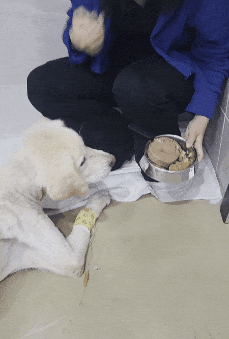 본문 이미지 - 로얄동물메디컬센터 입원실에서 회복 중인 희망이 ⓒ 뉴스1 한송아 기자