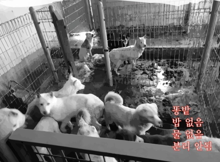 본문 이미지 - 포해피니스 봉사자들이 인수하기 전 숨겨져 있던 보호소 대형견사 모습(포해피니스 제공) ⓒ 뉴스1